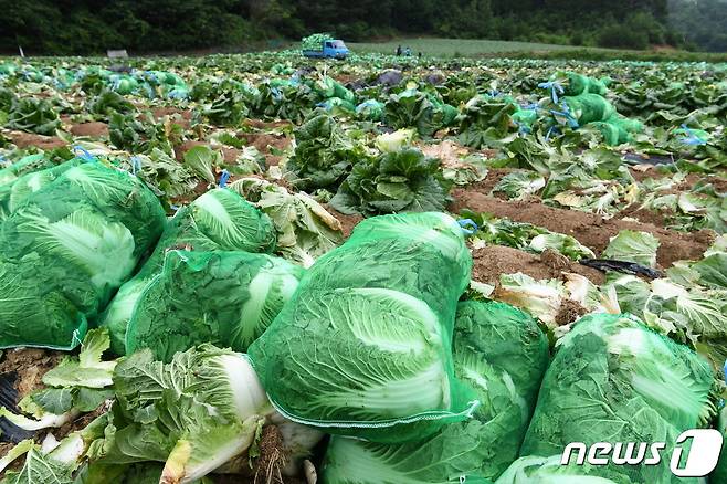 13일 강원 평창군 진부면 호명리 준고랭지 배추밭에서 막바지 여름 배추 출하가 한창이다.(평창군 제공)2022.7.13/뉴스1