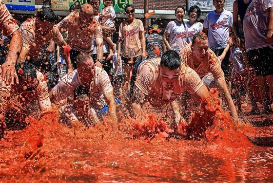 강원도 화천 사내면에서 8월 5~7일 토마토 축제가 열린다. 화천 사내면 농가가 재배한 토마토를 가지고 한바탕 즐기는 이색 축제다. 사진 화천군