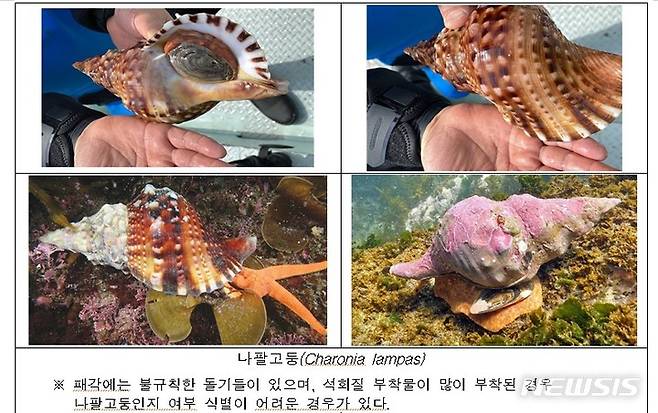 [서울=뉴시스]나팔고둥(사진=환경부 제공)