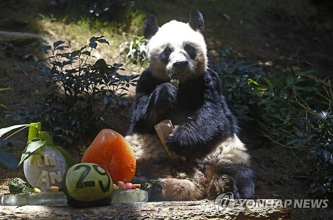 홍콩 오션파크에 살던 판다 '안안'  [AP 연합뉴스 자료사진]