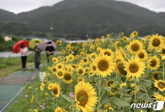 더위가 가장 절정이라는 절기인 대서를 이틀 앞둔 21일 전북 장수군 장계면 천변에 조성된 해바라기 경관지역에서 시민들이 우산을 들고 산책을 하고 있다.© News1