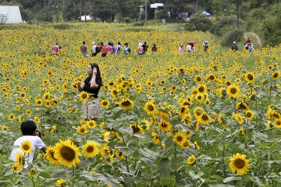 해바라기축제가 열리는 태백 구와우마을. [중앙포토]