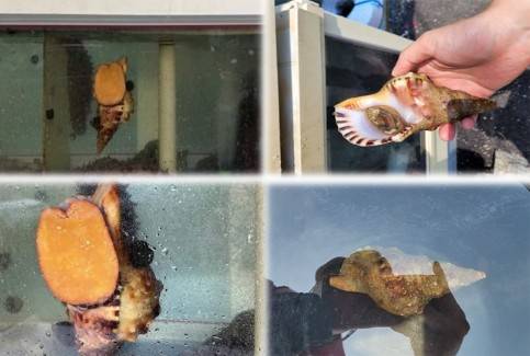 횟집 수족관에서 발견된 나팔고둥