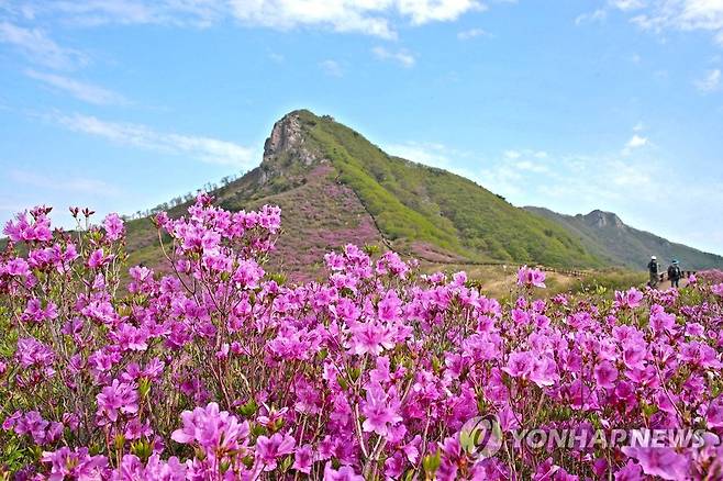 산청 황매산 철쭉 만개 지난 5월 3일 국내 최대 철쭉 군락지로 손꼽히는 경남 산청군 차황면 법평리 황매산 철쭉이 일제히 꽃망울을 터뜨린 모습.[산청군 제공. 재판매 및 DB 금지]