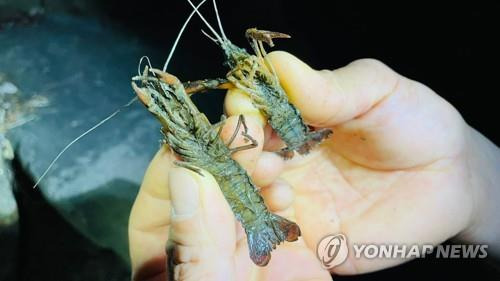 두꺼비생태공원에서 발견된 미국 가재 [금강유역환경청 제공. 재배포 및 DB 금지]