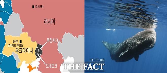 젤렌스키 우크라이나 대통령은 지난 22일(현지시각) 월스트리트저널(WSJ) 인터뷰에서 우크라이나를 침공한 러시아를 '향유고래', 블라디미르 푸틴 대통령을 구렁이에 비유하면서 영토를 되찾지 않고는 휴전할 수 없다고 밝혔다. 우크라이나 지도와 향유고래./VOA·OCEANA