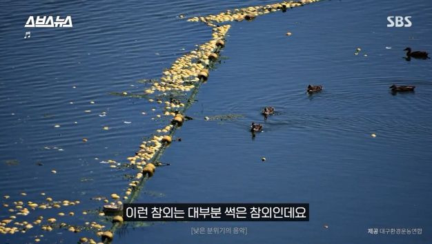 버려진 참외가 낙동강에 유입된 모습. /대구환경운동연합 SBS