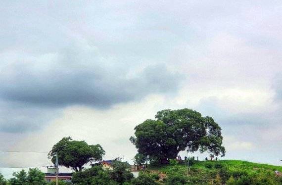 창원 북부리 팽나무 /사진=문화재청