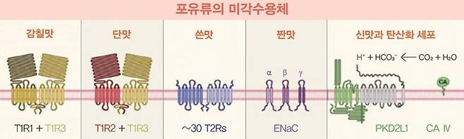 포유류의 미각수용체