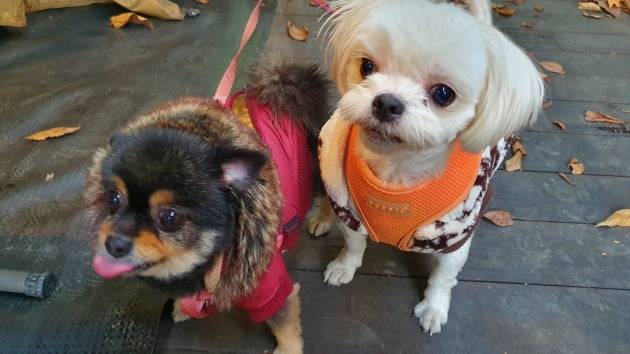 김성훈 마이퍼피 대표가 기르는 8살 포메라니안 ‘탄이’(왼쪽), 10살 말티즈 ‘예삐’. 소심한 성격의 탄이와는 달리, 활달한 예삐가 주로 사고뭉치 역할을 한다. 김 대표가 반려동물 분양 매장을 운영할 때, 병으로 주인을 찾지 못한 탄이와 예삐를 직접 입양했다.