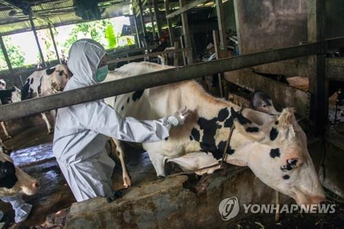 구제역 백신 놓는 수의사 인도네시아의 한 농장에서 수의사가 소에 구제역 백신을 접종하고 있다.
[AFP 연합뉴스 자료사진. 재판매 및 DB 금지]