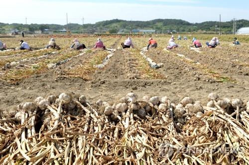 창녕 마늘 수확 [연합뉴스 자료사진]