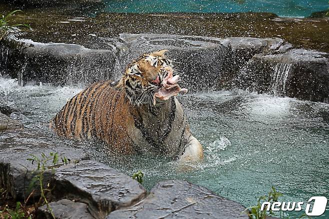 서울대공원에서 시베리아 호랑이가 생닭을 건져 먹고 있다(서울대공원 제공).© 뉴스1