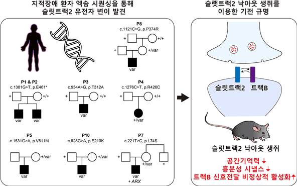 X-염색체 연관 지적장애와 관련성이 높은 신규 DGIST 연구진은 슬릿트랙2 유전자 변이들을 뇌발달질환 환자들에게서 다수 발굴하고, 이 유전자 변이들이 슬릿트랙2 단백질의 생화학적 특성, 시냅스 구조 및 기능 변화, 그리고 인지/행동에 미치는 영향을 체계적으로 분석했다. 그 결과 슬릿트랙2가 트랙B 단백질의 안정성 및 성숙화를 조절하여 원활한 흥분성 시냅스 신호경로를 관장하는 핵심 인자임을 규명했다.