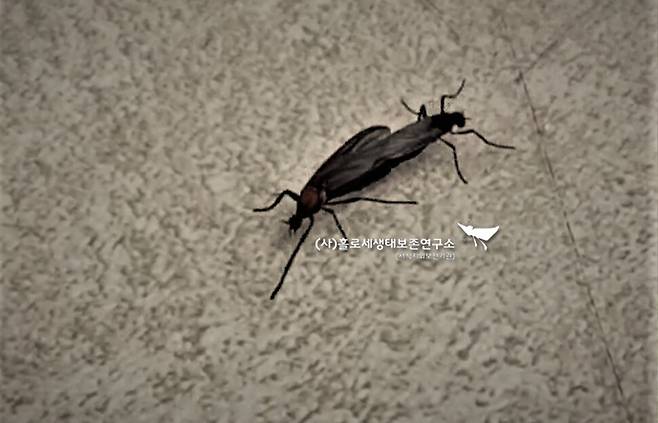 서울 은평구에서 집단 발생해 소란을 일으킨 털파리류. 1주일 만에 잠잠해졌다. 이강운 홀로세생태보존연구소장