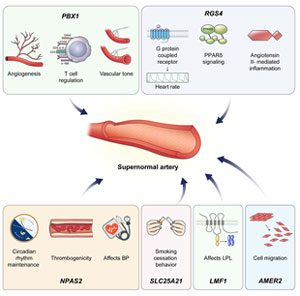 슈퍼혈관과 관련된 변이가 생긴 유전자자리가 발견된 유전자 종류와 역할/세브란스병원 제공