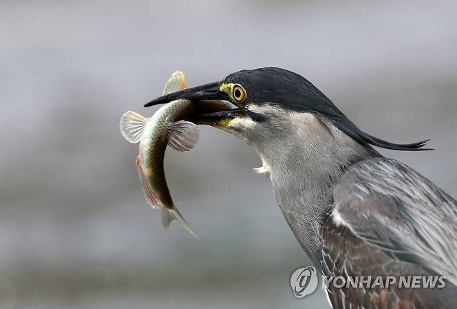 불거지 사냥한 검은댕기해오라기 [연합뉴스 자료사진]