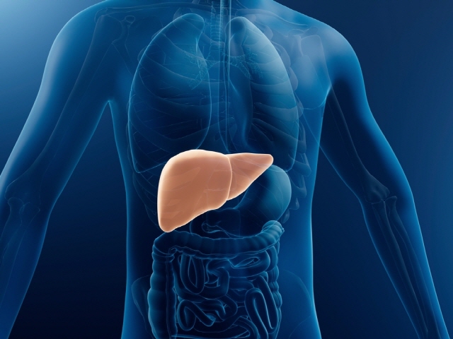 비알코올성 지방간이 심부전 위험을 높인다는 연구결과가 나왔다./ 사진=클립아트코리아