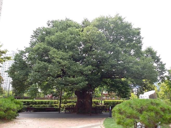 대전 유성구 봉산동에 있는 보호수 느티나무. 산림청 제공