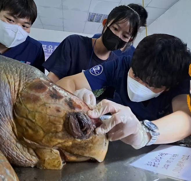 [제주=뉴시스] 오영재 기자 = 서울대학교 수의과대학의 정원준 수의사가 21일 한국수산자원공단 제주본부에서 전국 10개 대학 수의과대학 학생들과 함께 제주에서 죽은 채 발견된 붉은바다거북의 사인 규명을 위해 부검하고 있다. (사진 = 서울대 수의과대학 제공) 2022.07.27. photo@newsis.com *재판매 및 DB 금지