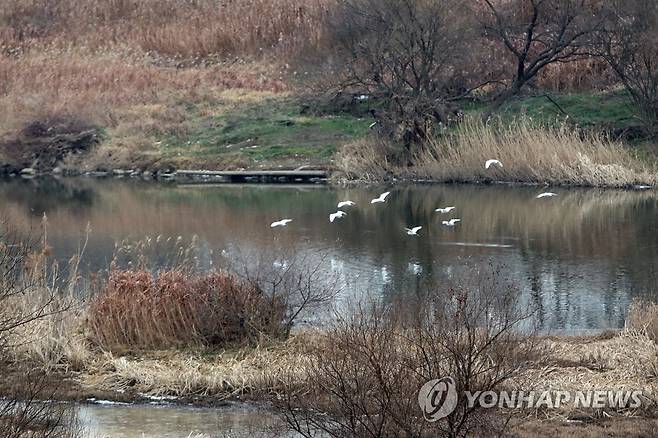 도심 속 생태 보고 황룡강 장록습지 [연합뉴스 자료사진]