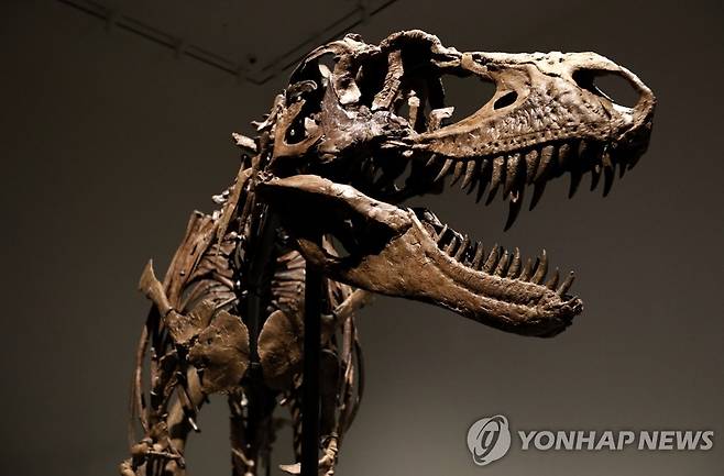 고르고사우루스 화석 [UPI 연합뉴스 자료사진. 재판매 및 DB 금지]