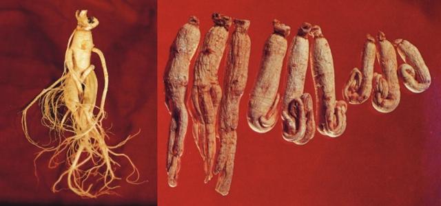 사람 모양 수삼(왼쪽 사진)과 건조 형태에 따라 다른 백삼. 오른쪽 사진 왼쪽부터 직삼·반곡삼·곡삼. 농림축산식품부
