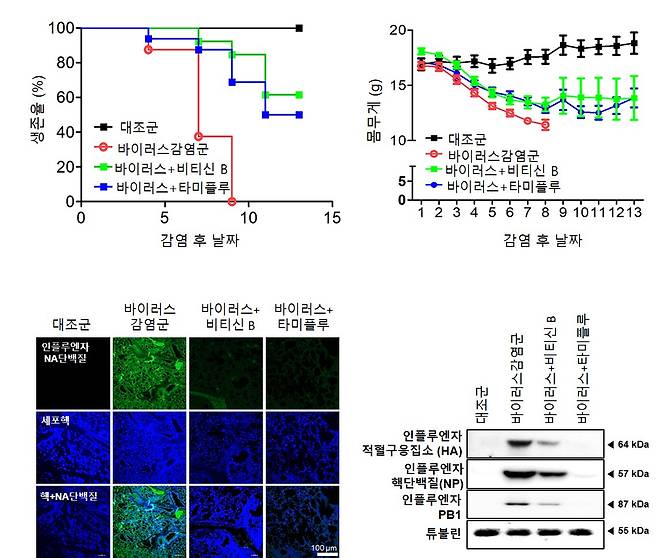 실험 결과 식염수만 투여한 대조군은 인플루엔자 바이러스 감염 후 몸무게 감소 등의 감염증상을 보이며 8일 후에 모두 사망했으나, 비티신 B를 투여한 실험군에서는 대조군에 비해 약 20% 정도의 몸무게 회복 및 60%의 생존율 증가를 확인했다. 또한 바이러스 감염 후에 폐 조직에서의 인플루엔자 바이러스 유전자 및 단백질도 비티신B 투여에 의해 현저히 감소하는 것으로 확인됐다.[한국한의학연구원 제공]