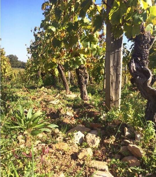 메종 장 로롱 화강암 포도밭