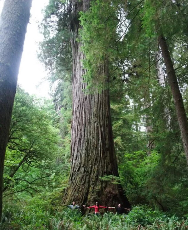 세계에서 가장 키가 큰 나무로 알려진 ‘하이페리온’ 삼나무. (사진=groveoftitans 홈페이지)