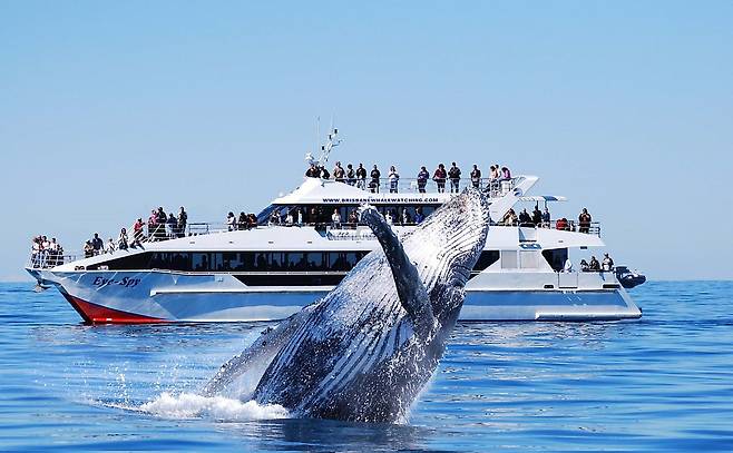 호주 브리즈번에서 고래를 관람하는 모습. <사진 출처 = 브리즈번 마케팅>