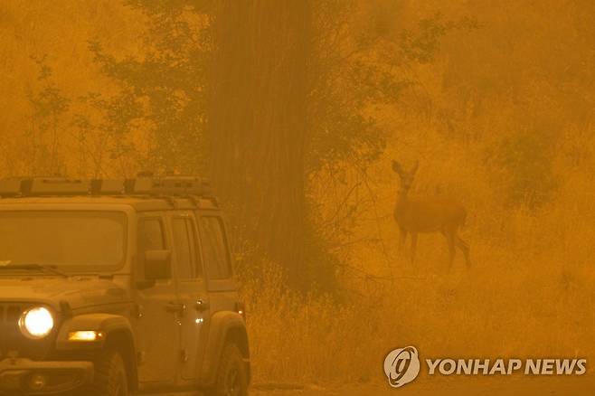 지난달 31일(현지시간) 미국 캘리포니아주 클래머스 국유림에서 발생한 산불 [AFP 연합뉴스 자료사진. 재판매 및 DB 금지]