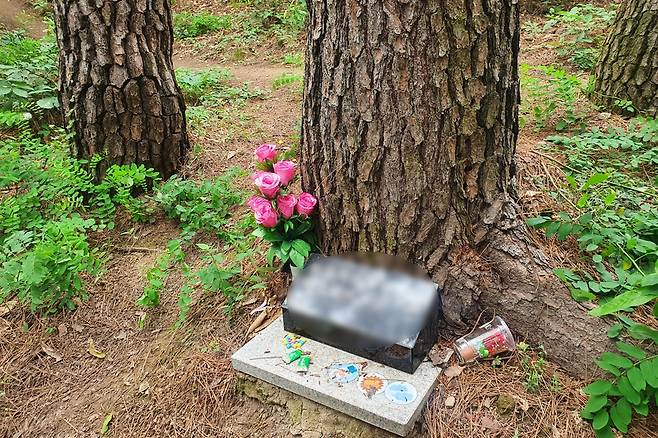 경주 금장대 일대 불법 자연장지 [촬영 손대성]