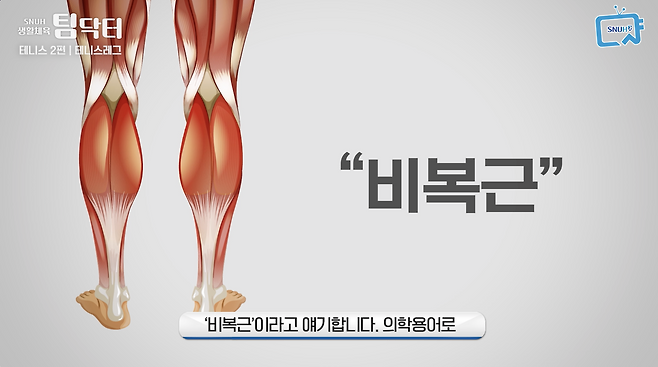 의학용어로 비복근이라고 얘기합니다.
