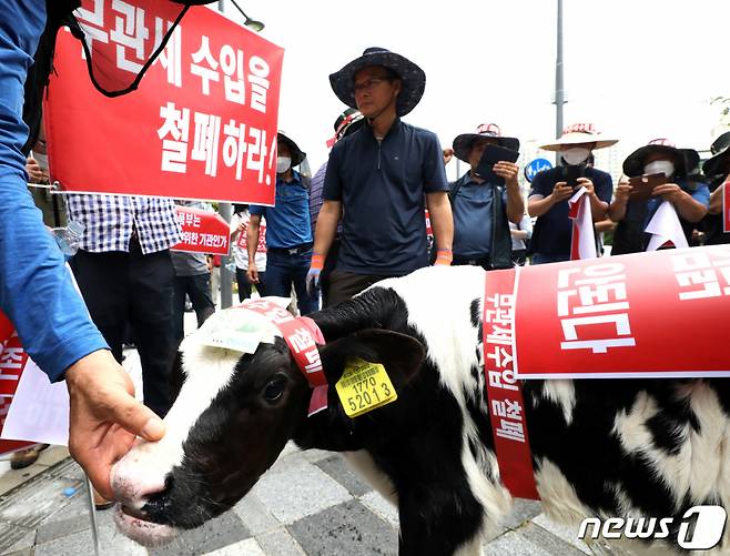 (세종=뉴스1) 김기남 기자 = 2일 오전 세종시 어진동 정부세종청사 농림축산식품부 앞에서 안성축산단체협의회 회원들이 가격이 폭락한 송아지를 동반해 정부의 축산물 수입 무관세 방침 철회를 요구하는 퍼포먼스를 펼치고 있다. 2022.8.2/뉴스1  Copyright (C) 뉴스1. All rights reserved. 무단 전재 및 재배포 금지.