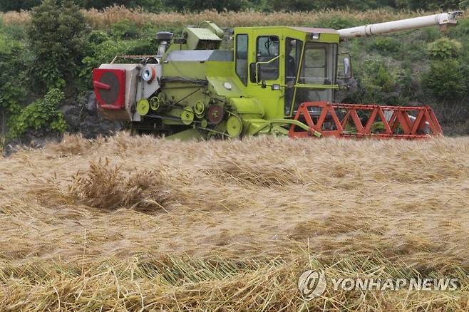 제주산 우리밀 수확 현장 [연합뉴스 자료사진. 재판매 및 DB 금지]