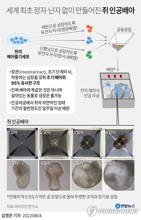 [그래픽] 세계 최초 정자·난자 없이 만들어진 쥐 인공배아 (서울=연합뉴스) 김영은 기자 = 0eun@yna.co.kr
    트위터 @yonhap_graphics  페이스북 tuney.kr/LeYN1