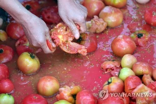 토마토축제  [연합뉴스 자료사진]