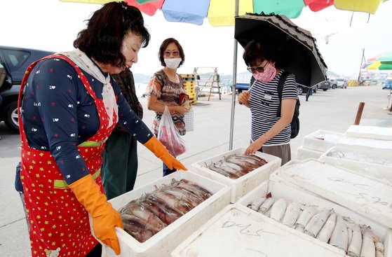충남 태안 신진도항을 찾은 피서객들이 서해에서 잡아 올린 오징어를 구매하고 있다. [사진 태안군]