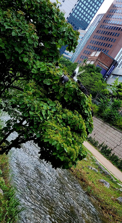꽃카페 청계천 가막살 나무 비둘기 3 : cj청계천변에 자라는 가막살나무 열매를 쪼아먹는 비둘기들. 비둘기들은 청계천의 터줏대감으로 사계절 가장 많이 눈에 띈다. 7월 중순 촬영