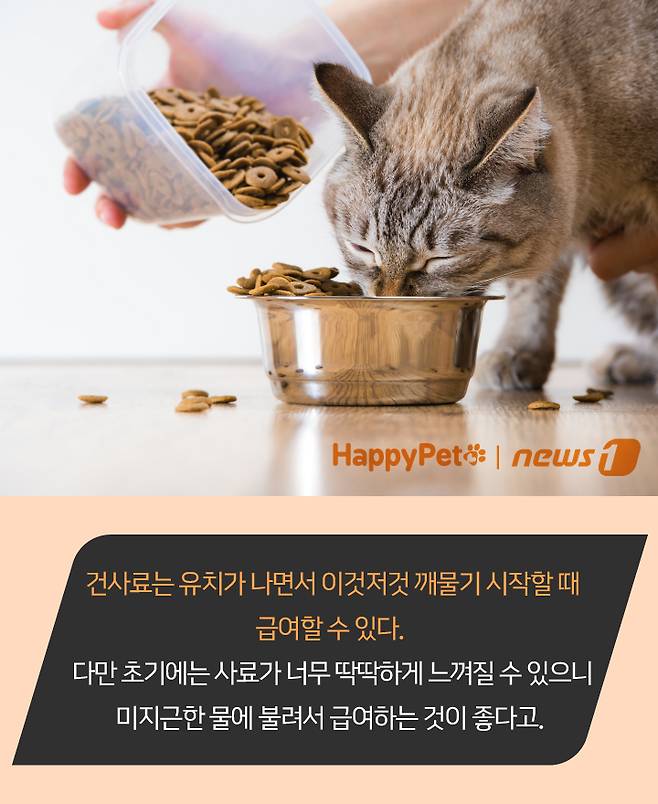 펫카드 ⓒ 뉴스1