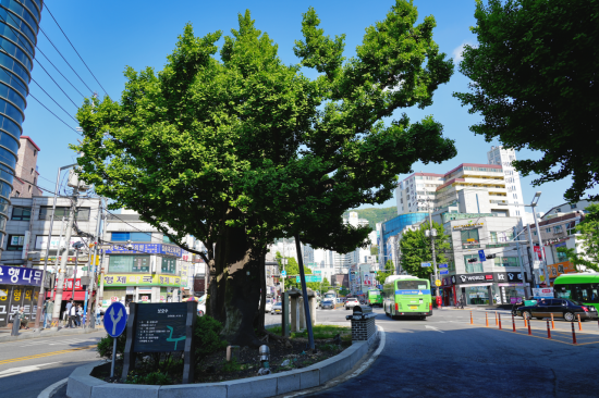 도로 중앙의 교통섬에 서서 오가는 자동차의 매연을 흠뻑 뒤집어 쓴 채 살아가는 오래 된 느티나무. 서울 시흥동. 사진 = 고규홍 작가