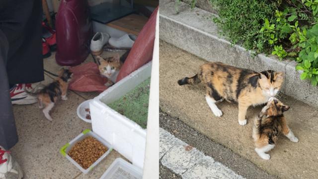 경비실 한쪽에 살던 고양이 모녀(왼쪽)는 주민들의 민원에 밖으로 쫓겨났다. 이후 새끼 고양이를 잃어버렸다 다시 만난 모녀 고양이 모습. 동행 제공