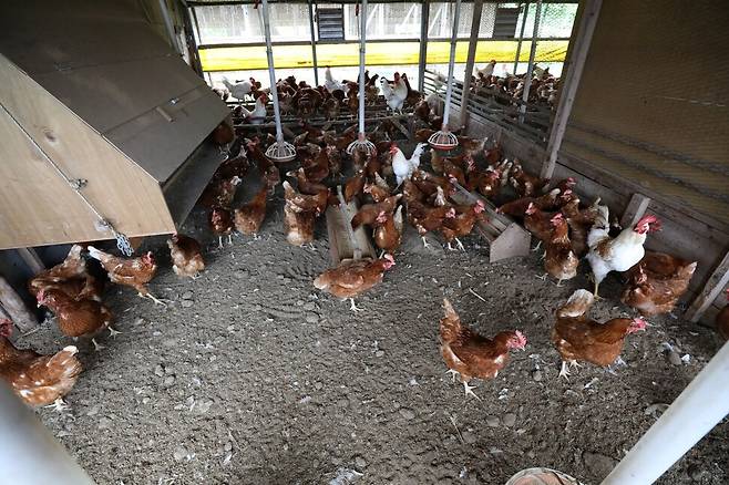 충북 괴산의 눈비산마을 양계장에서 닭들이 넓은 닭장을 오가고 있다.