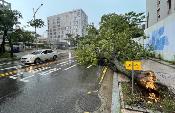 8일 오후 인천시 남동구 구월동 인천지방경찰청 앞 도로의 가로수가 강풍을 맞고 쓰러져 있다. 연합뉴스