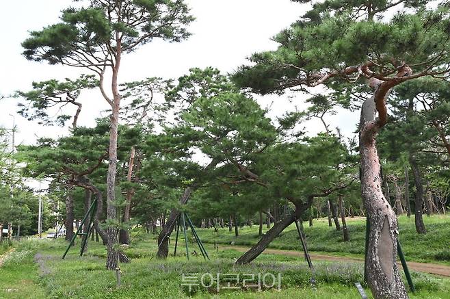 노송과 맥문동을 함께 즐길 수 있는 노송공원.