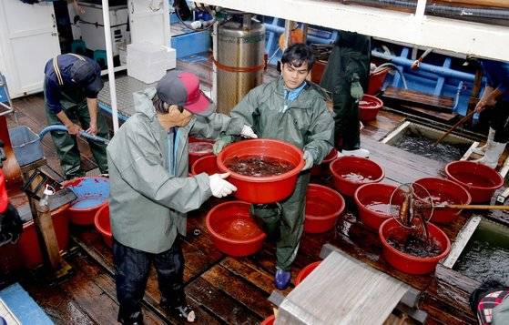 충남 태안군 신진도항에 도착한 어선에서 선원들이 오징어를 내리고 있다. [사진 태안군]
