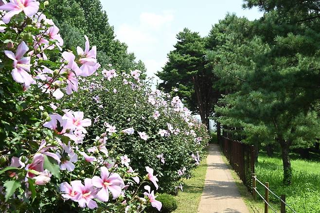 국립산림과학원 진입로에 무궁화가 가로수로 활용되고 있다. /수원시 제공