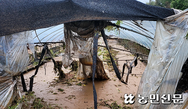 경기 성남시 수정구와 중원구 등 시설하우스가 빗물과 토사로 무너진 모습