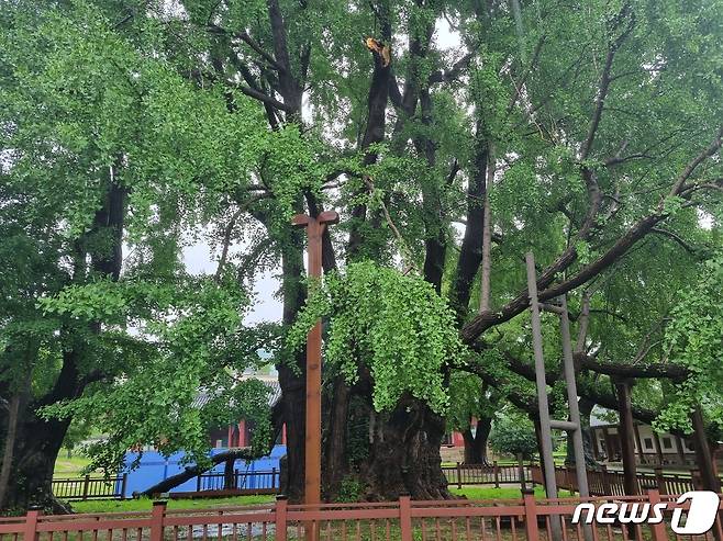 8일 내린 비로 성균관 내 서울 문묘(文廟) 은행나무 가지가 부러진 모습. (문화재청 제공) ⓒ 뉴스1